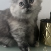 Scottish Fold Scottish Fold/Straight kittens looking for new home (Valley Village)