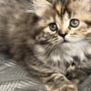 Scottish Fold Scottish Fold/Straight kittens looking for new home (Valley Village)