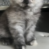 Scottish Fold Scottish Fold/Straight kittens looking for new home (Valley Village)