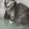 Scottish Fold Scottish Fold/Straight kittens looking for new home (Valley Village)