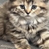Scottish Fold Scottish Fold/Straight kittens looking for new home (Valley Village)