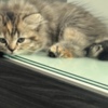 Scottish Fold Scottish Fold/Straight kittens looking for new home (Valley Village)