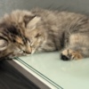 Scottish Fold Scottish Fold/Straight kittens looking for new home (Valley Village)