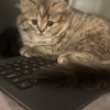 Scottish Fold Scottish Fold/Straight kittens looking for new home (Valley Village)