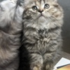 Scottish Fold Scottish Fold/Straight kittens looking for new home (Valley Village)