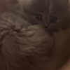 Persian Persian/Himalayan kittens for sale