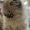 Persian Persian/Himalayan kittens for sale
