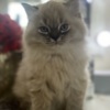 Persian Persian/Himalayan kittens for sale