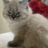 Persian Persian/Himalayan kittens for sale