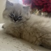 Persian Persian/Himalayan kittens for sale