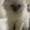 Persian Persian/Himalayan kittens for sale