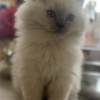 Persian Persian/Himalayan kittens for sale