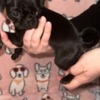 Pug Male and Female Pug Puppies Available