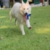 Berger Blanc Suisse Male Berger Blanc Suisse Available!