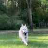 Berger Blanc Suisse Male Berger Blanc Suisse Available!