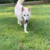 Berger Blanc Suisse Male Berger Blanc Suisse Available!