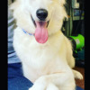 Berger Blanc Suisse Male Berger Blanc Suisse Available!