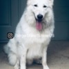 Berger Blanc Suisse Male Berger Blanc Suisse Available!