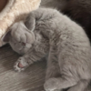 British Shorthair Rare chocolate and lilac British shorthair kittens