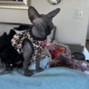 Sphynx Sphynx