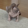 Sphynx Young Adult Sphynx cats