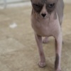Sphynx Young Adult Sphynx cats