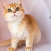 British Shorthair British Gold Kitty