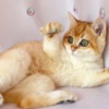 British Shorthair British Gold Kitty