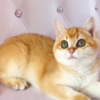 British Shorthair British Gold Kitty