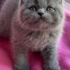 British Shorthair British