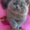 British Shorthair British