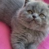 British Shorthair British