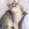 British Shorthair British