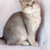 British Shorthair British