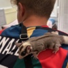 Sugar glider 2 young sugar gliders looking for a new home