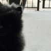 Pomeranian 🖤 Adorable Black Pomeranian 🖤