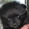 Pomeranian 🖤 Adorable Black Pomeranian 🖤