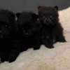 Pomeranian 🖤 Adorable Black Pomeranian 🖤