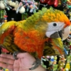 Macaw Macaw Parrot