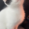 Turkish Van Purebred 8 Week Old Odd-Eyed Female Turkish Van Kitten