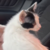 Turkish Van Purebred 8 Week Old Odd-Eyed Female Turkish Van Kitten
