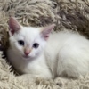 Siamese Purebred 8 Week Old Male Flame Point Siamese Kitten