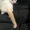 Siamese Purebred 8 Week Old Male Flame Point Siamese Kitten