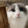 Ragdoll Purebred Female Ragdoll
