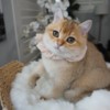 British Shorthair Golden Eddy - Male