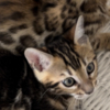 Bengal Bengal Kittens