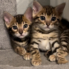 Bengal Bengal Kittens