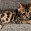 Bengal Bengal Kittens