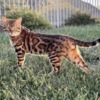Bengal Bengal Kittens