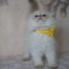 Scottish Fold Scottish fold kitten